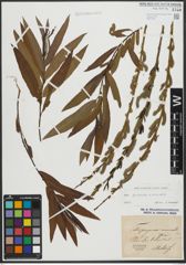 Foto von Salix purpurea L. x Salix viminalis L.